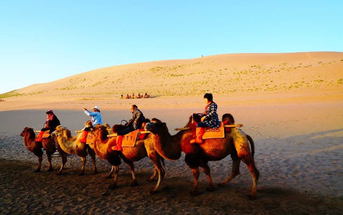 鸣沙山大漠驼影拾萃