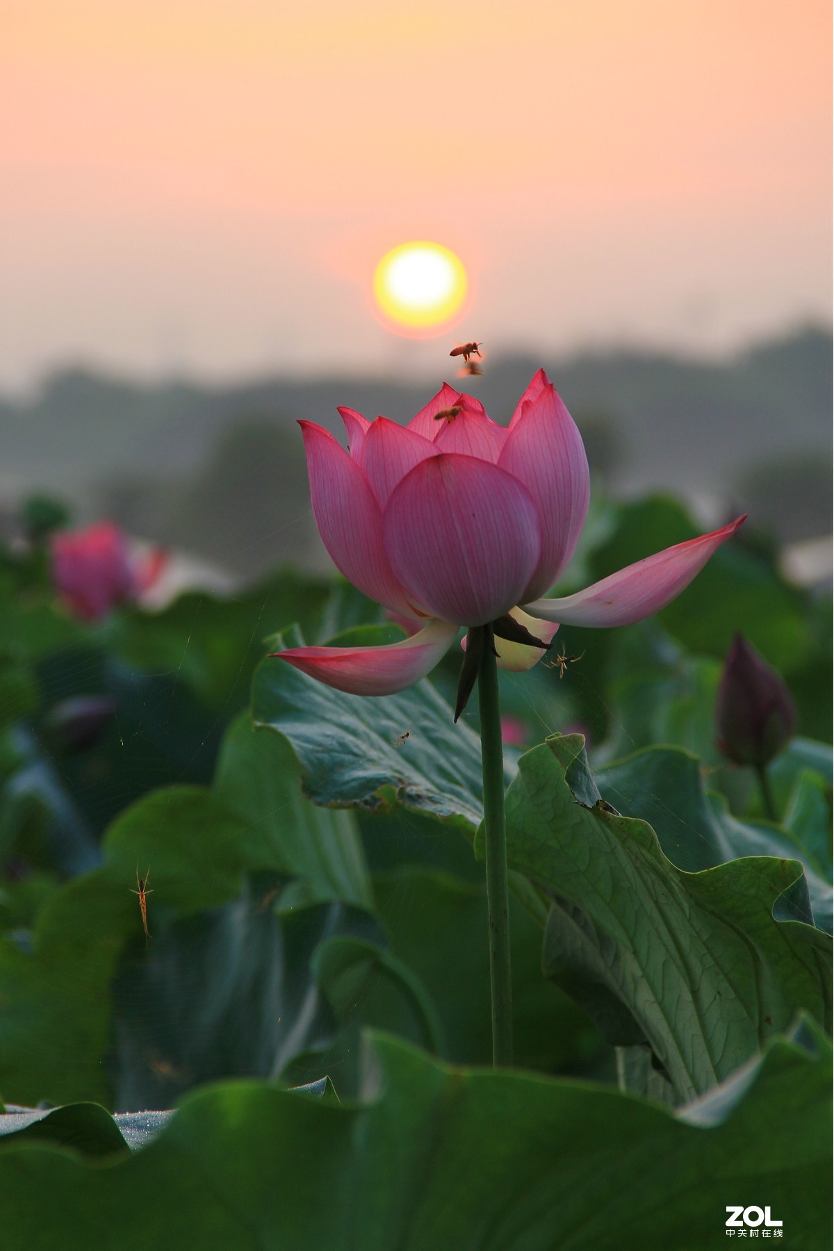 荷花 日出