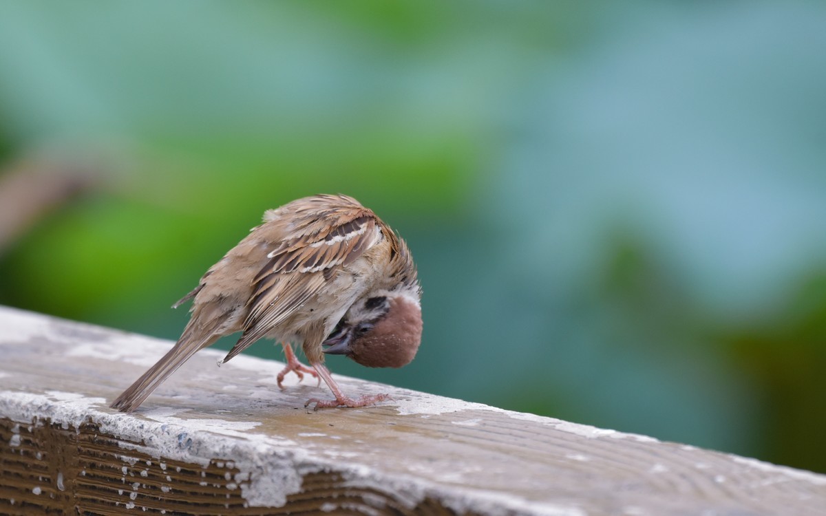 柳荫湖畔中的小麻雀