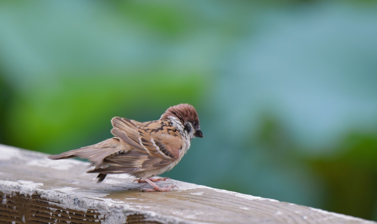 柳荫湖畔中的小麻雀