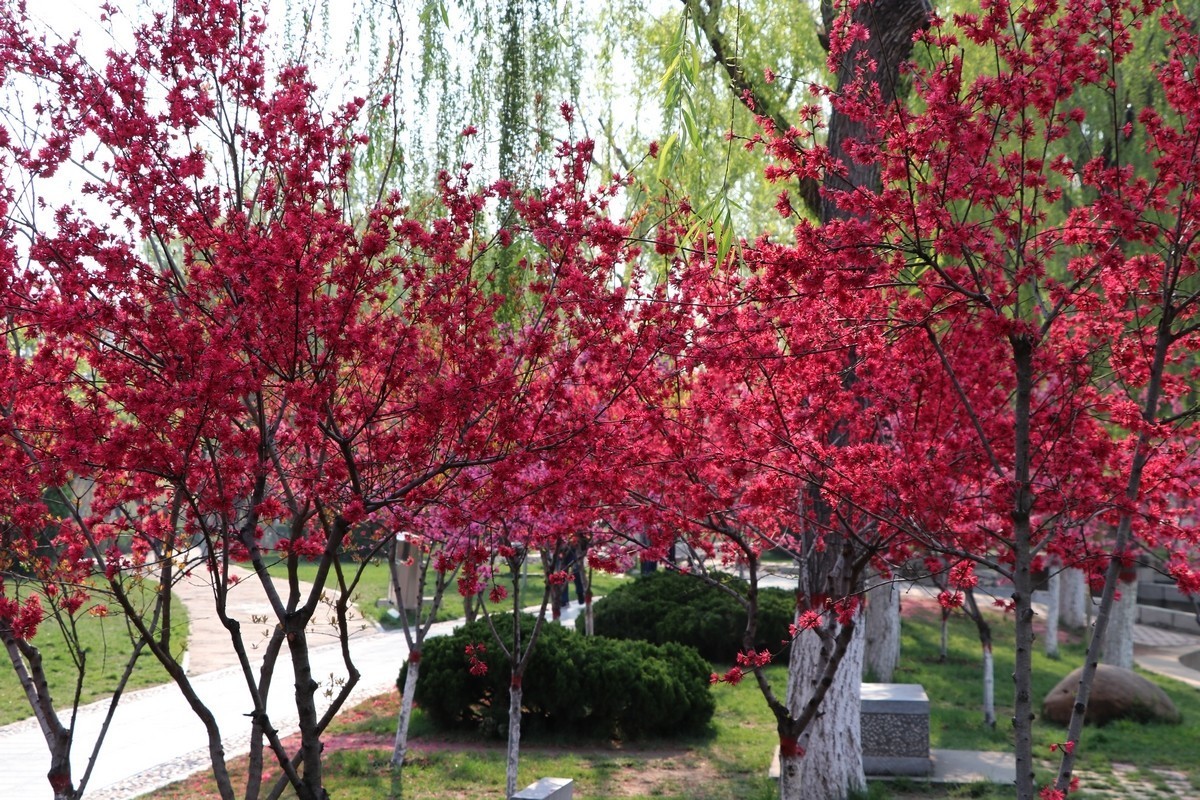 春和景明----再拍梅花公园（10P)