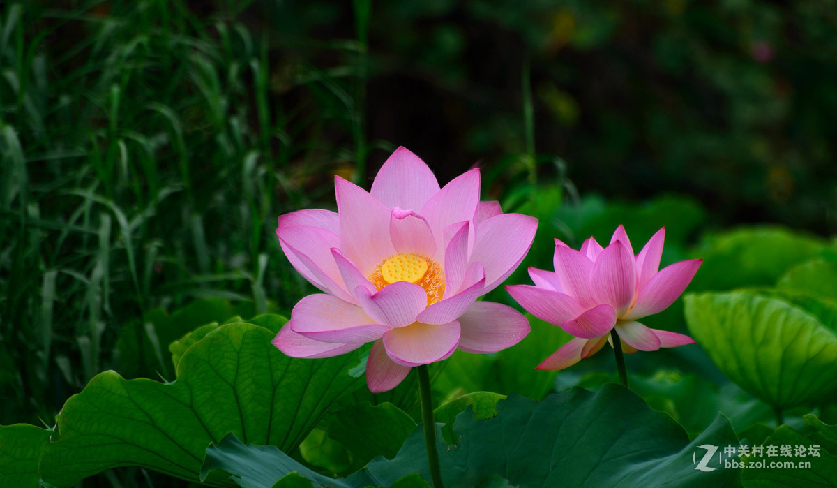 又是一年荷花开------