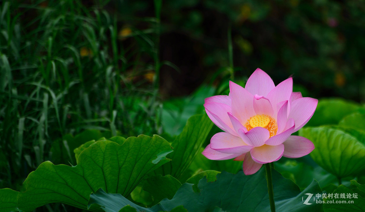 又是一年荷花开------