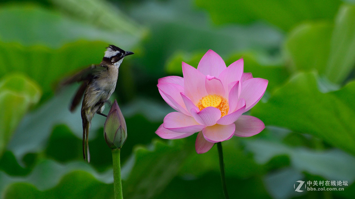 又是一年荷花开------