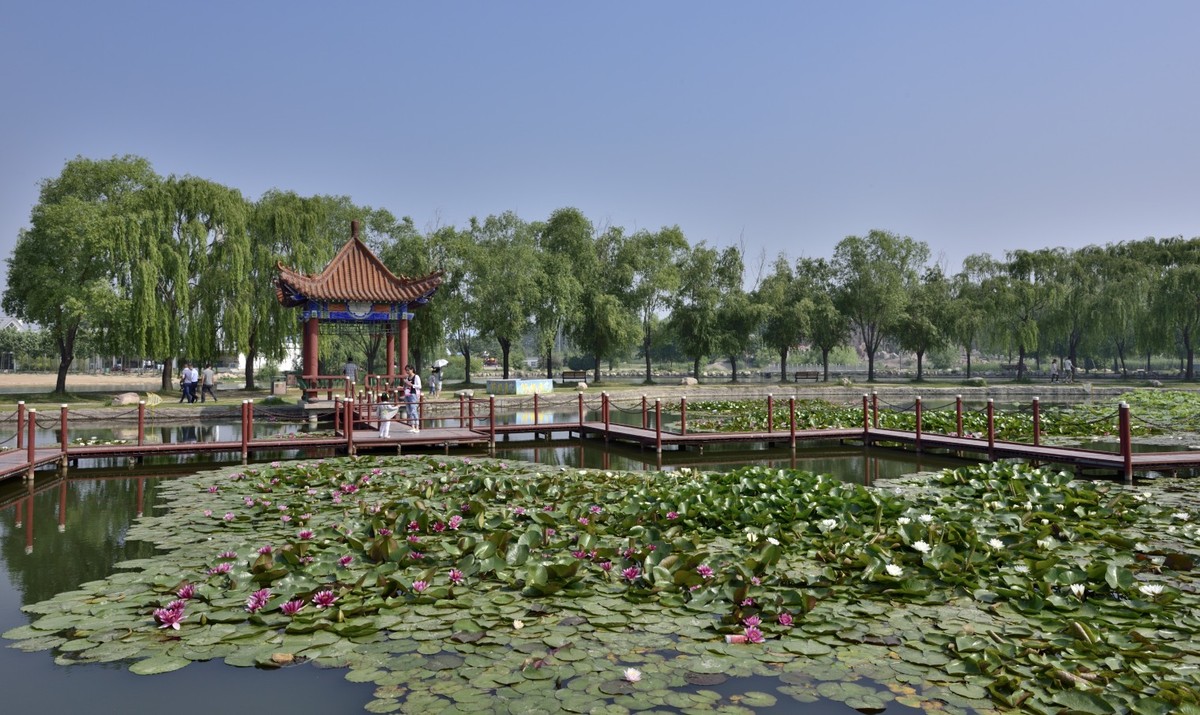 濮上园之夏河南濮阳的一个园子周末晨练的地方