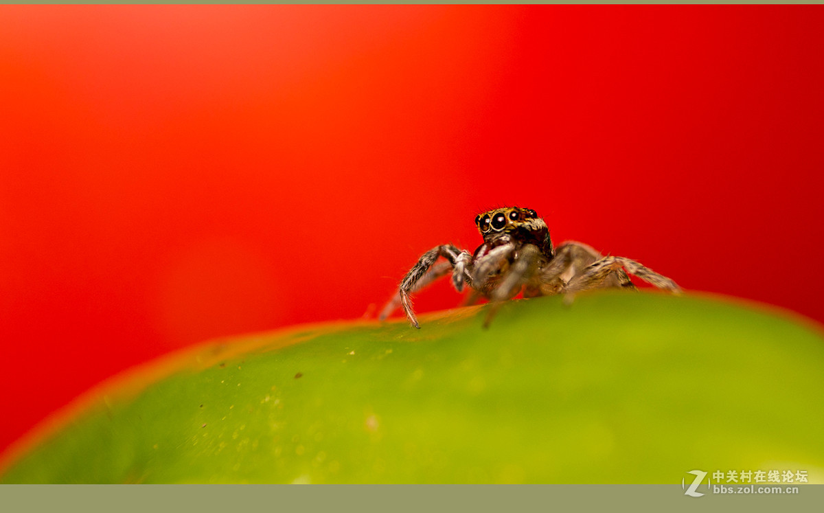 微距----和跳蛛一起玩
