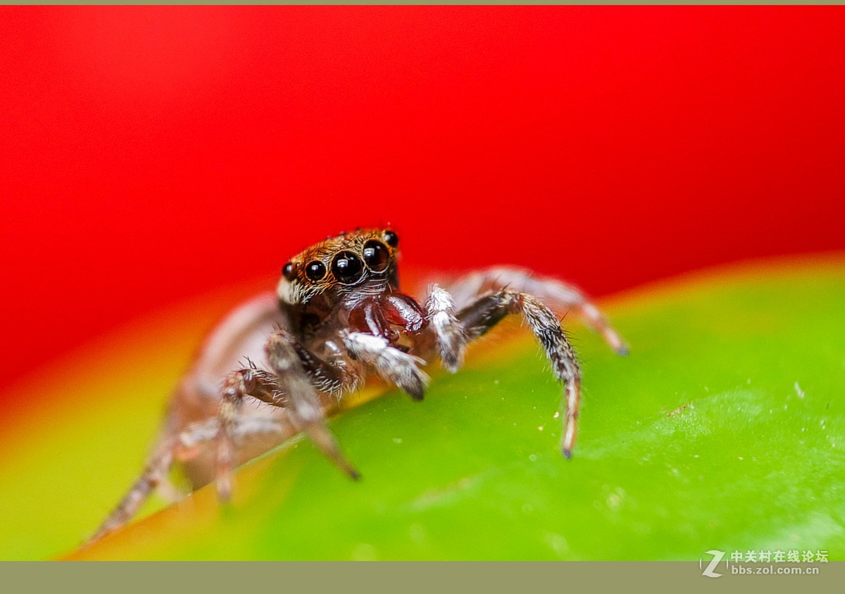 微距----和跳蛛一起玩