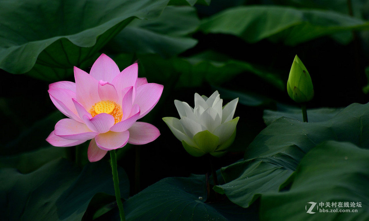 又是一年荷花开------