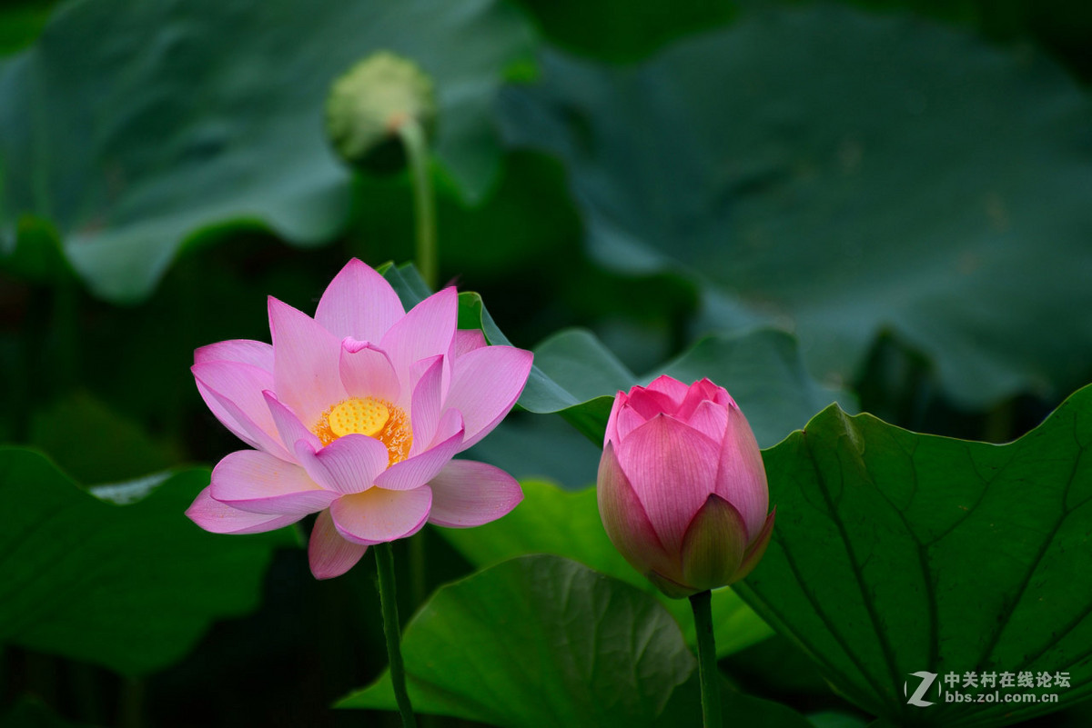 又是一年荷花开------