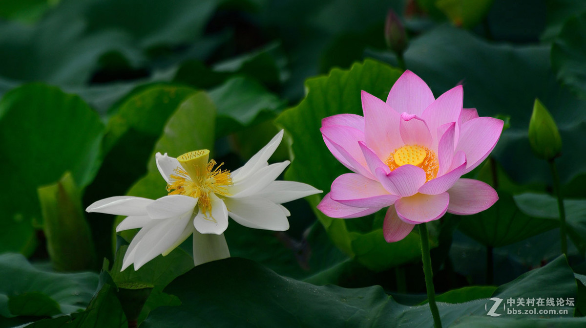 又是一年荷花开------