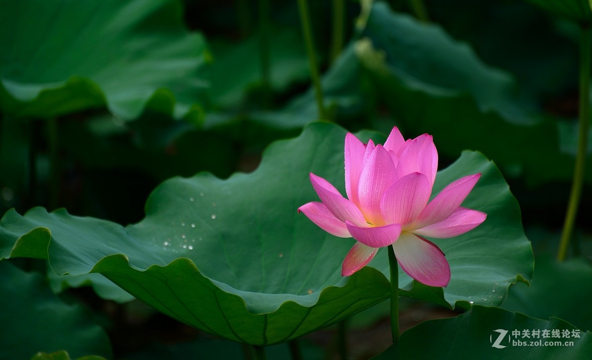 又是一年荷花开------