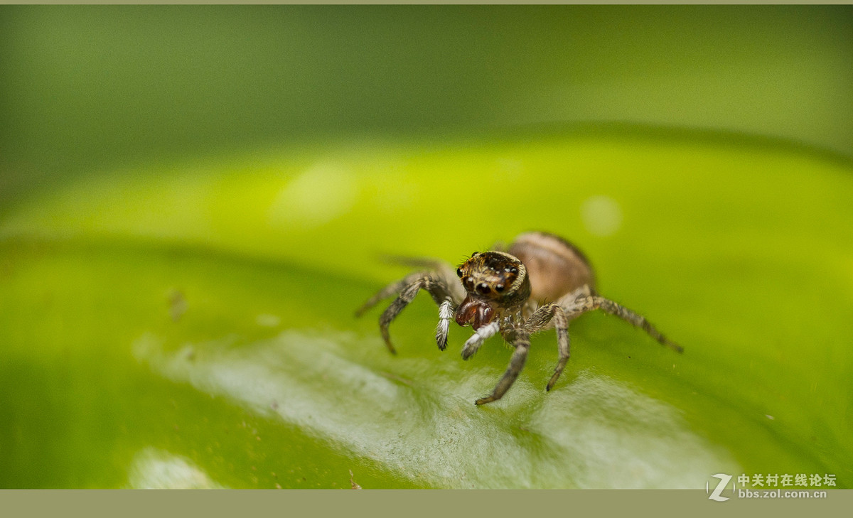 微距----和跳蛛一起玩