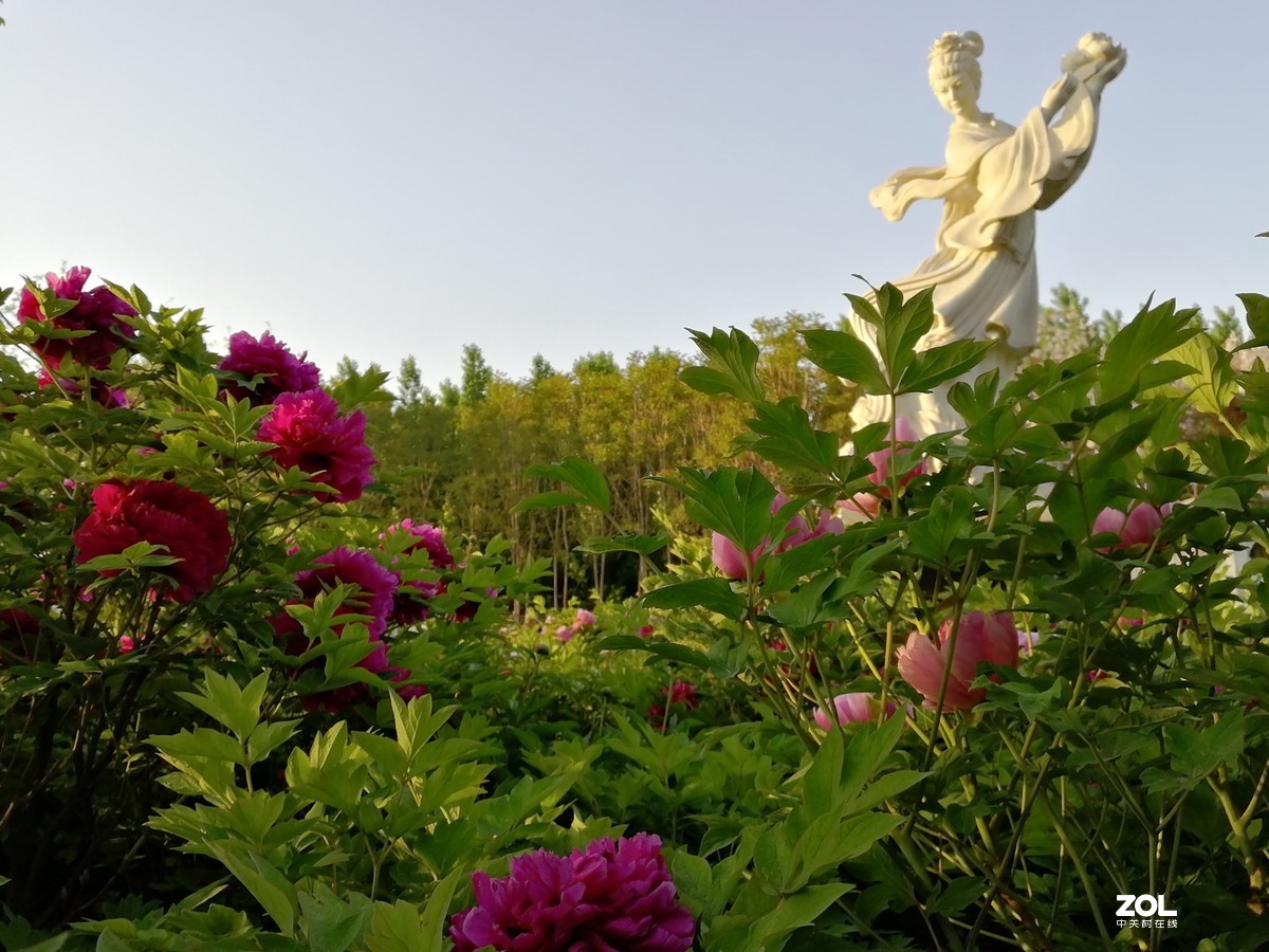 牡丹随拍。