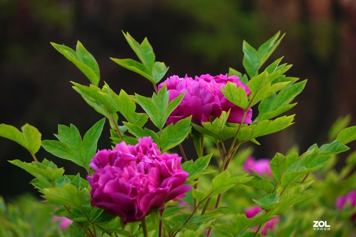 牡丹随拍。