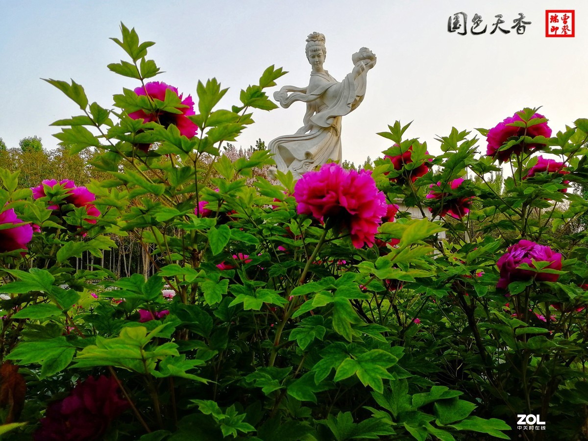 达活泉公园牡丹。