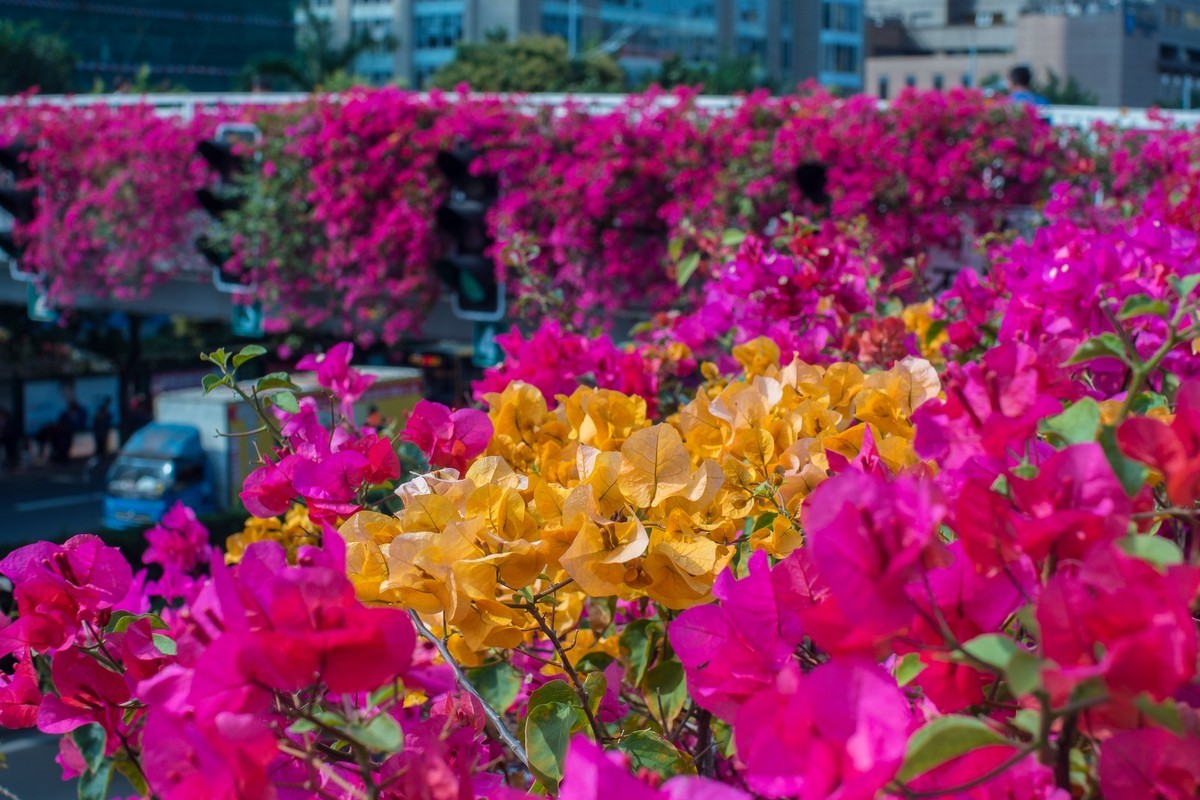 听说5M以下的原图不压缩了，发图贺一下！