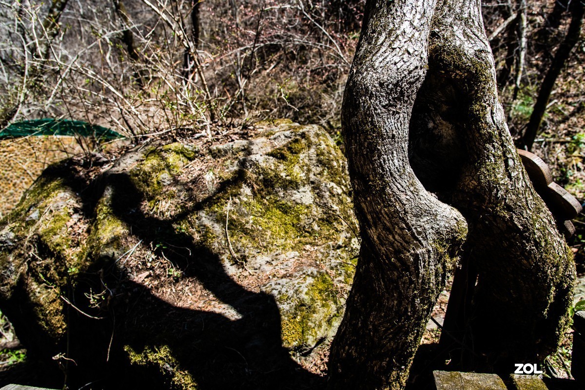 【镜头里】第808号：鸭绿江畔的十五道沟望天鹅景区（六）