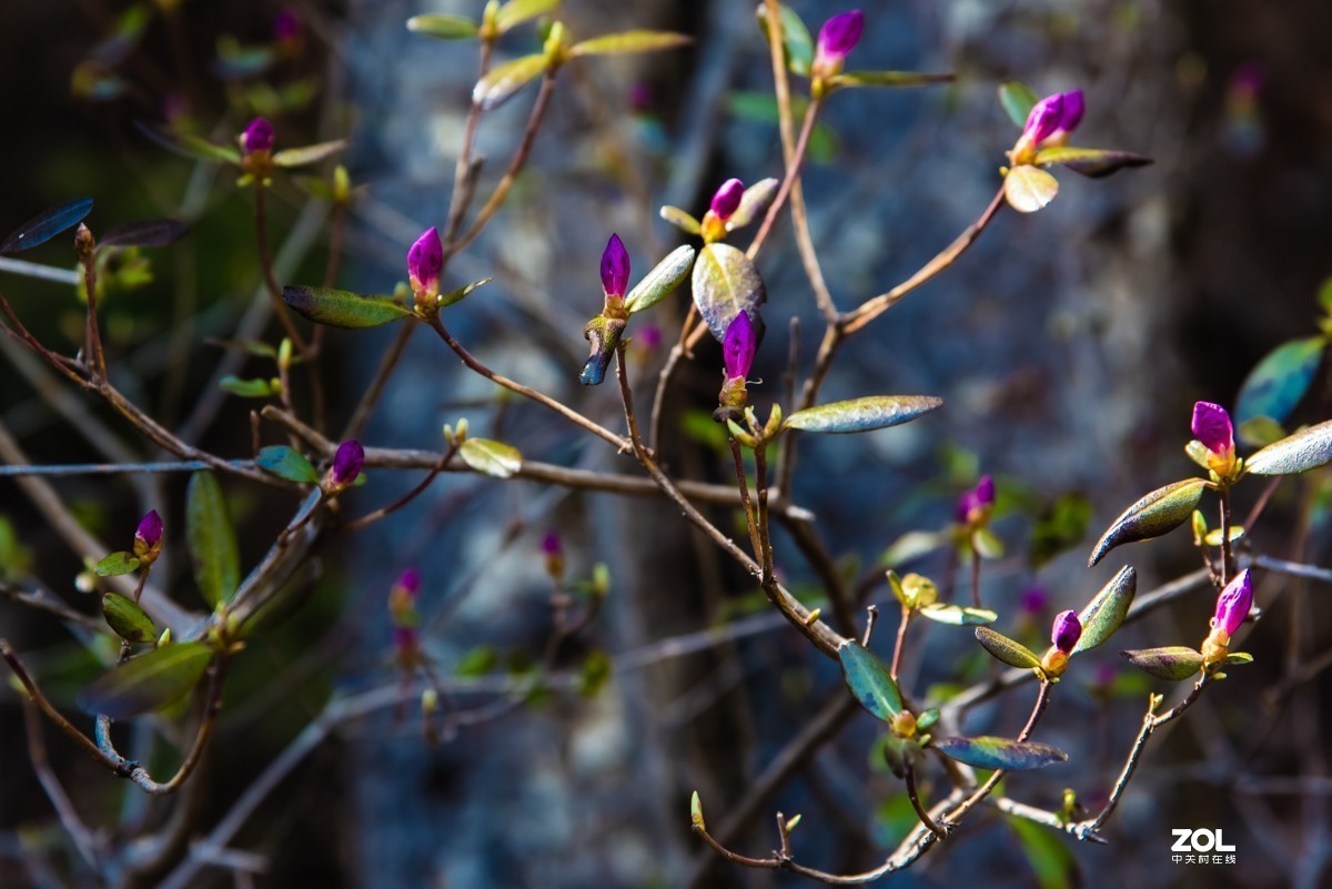 【镜头里】第808号：鸭绿江畔的十五道沟望天鹅景区（六）