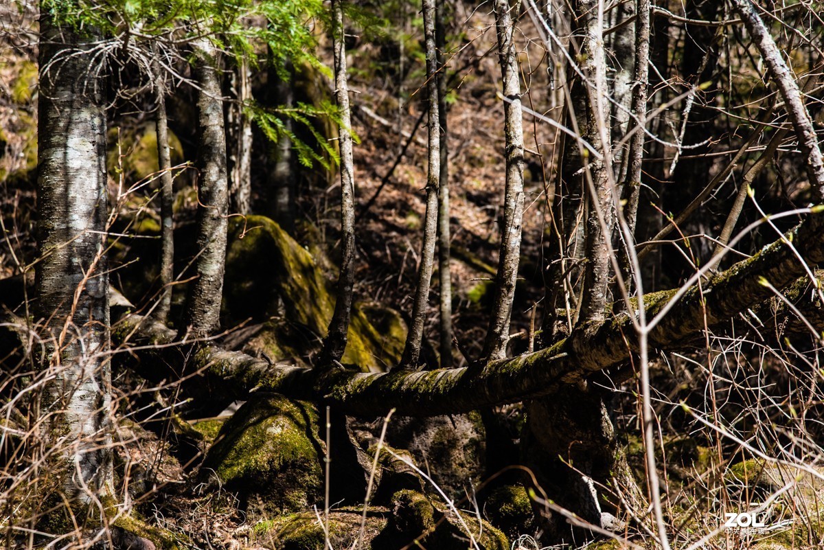 【镜头里】第808号：鸭绿江畔的十五道沟望天鹅景区（六）