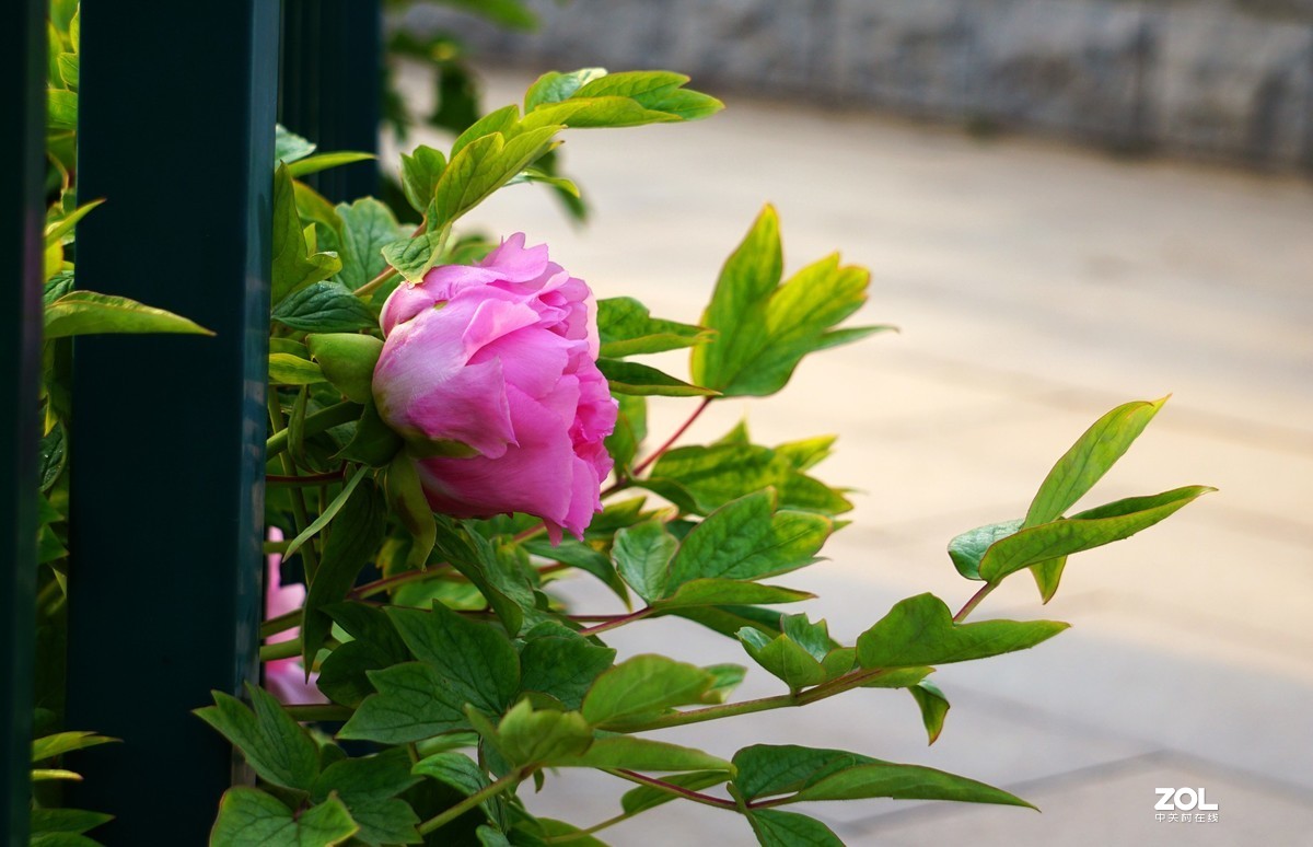 达活泉公园牡丹。