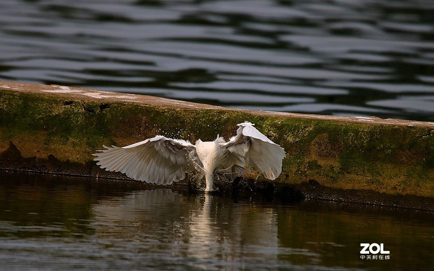 跟踪精彩的抓捕