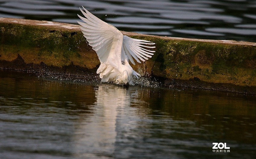 跟踪精彩的抓捕