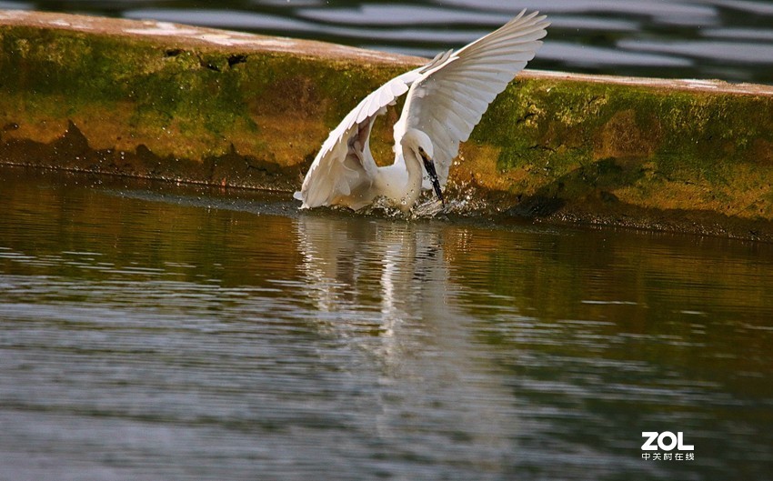 跟踪精彩的抓捕