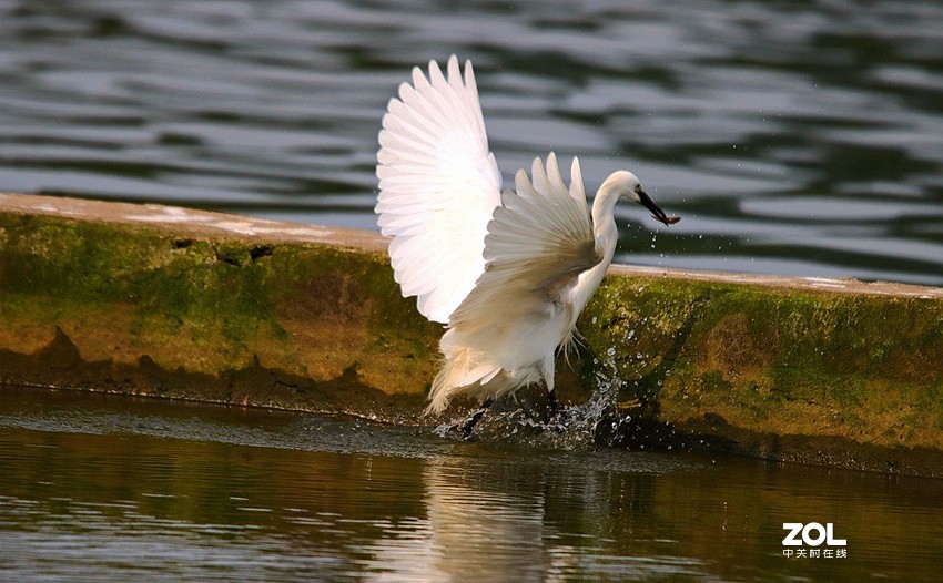 跟踪精彩的抓捕