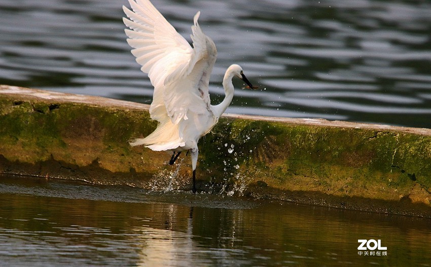 跟踪精彩的抓捕