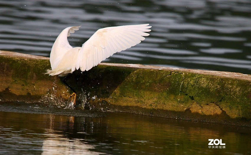 跟踪精彩的抓捕
