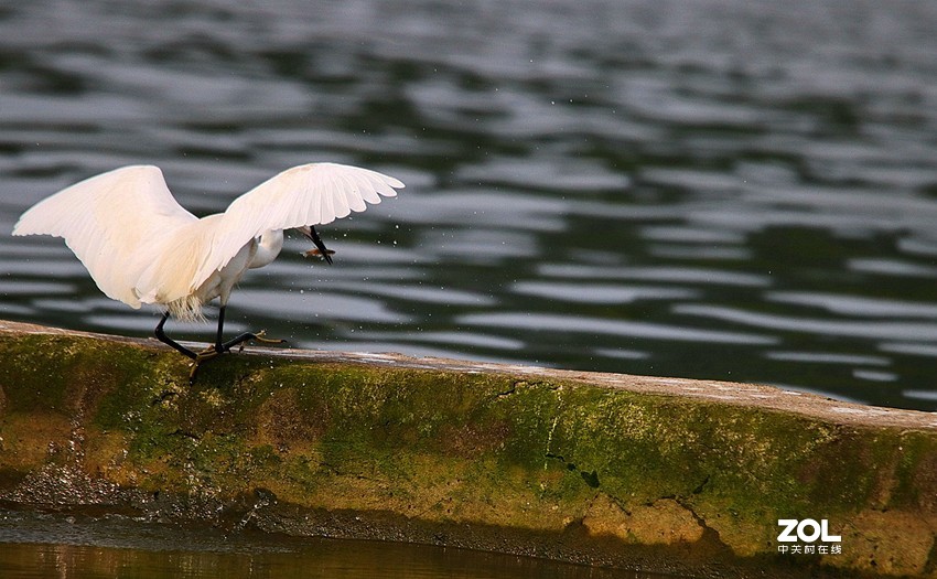 跟踪精彩的抓捕