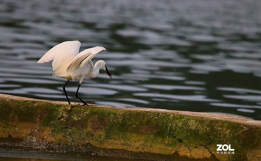 跟踪精彩的抓捕