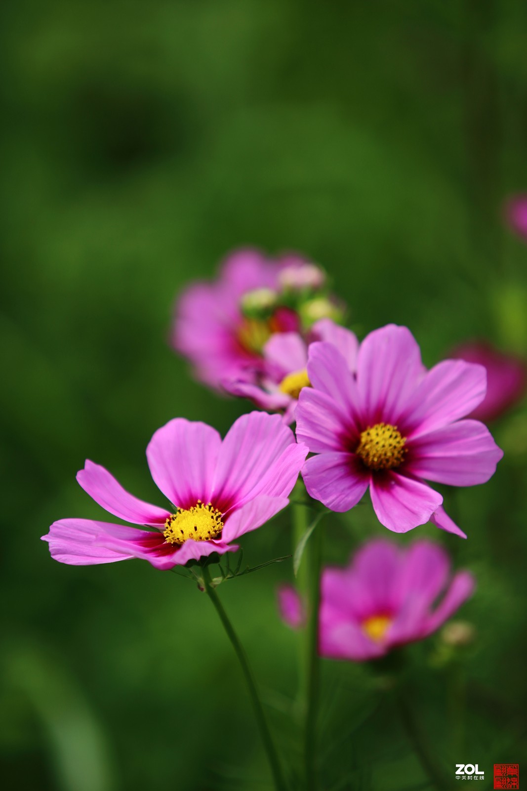 粉色格桑花