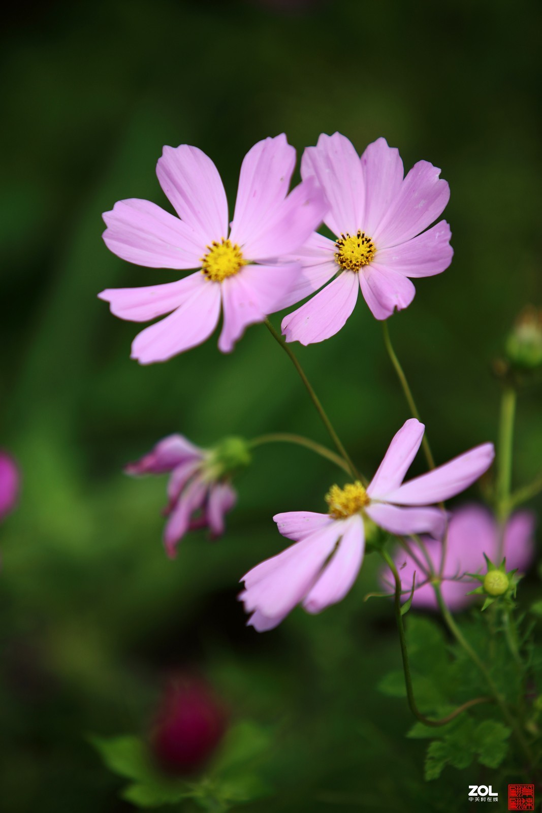 粉色格桑花