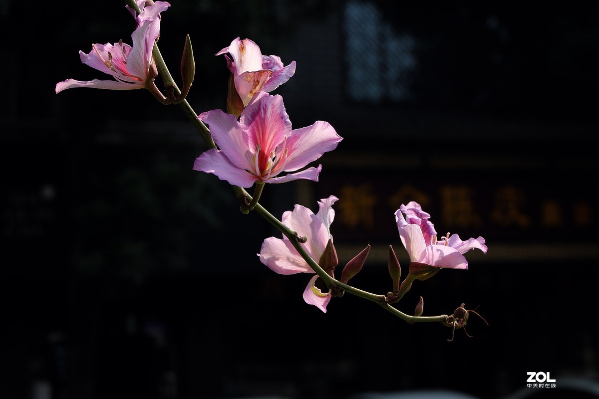 紫荆花开