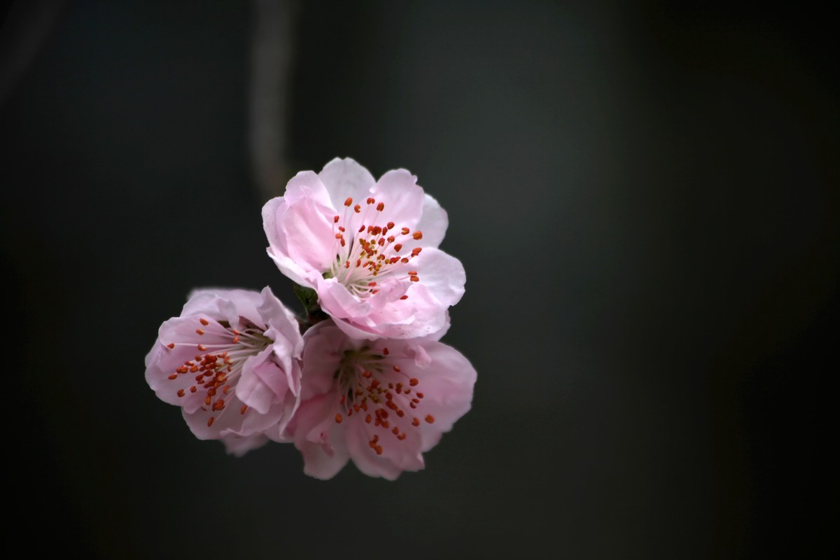 桃花—品霞