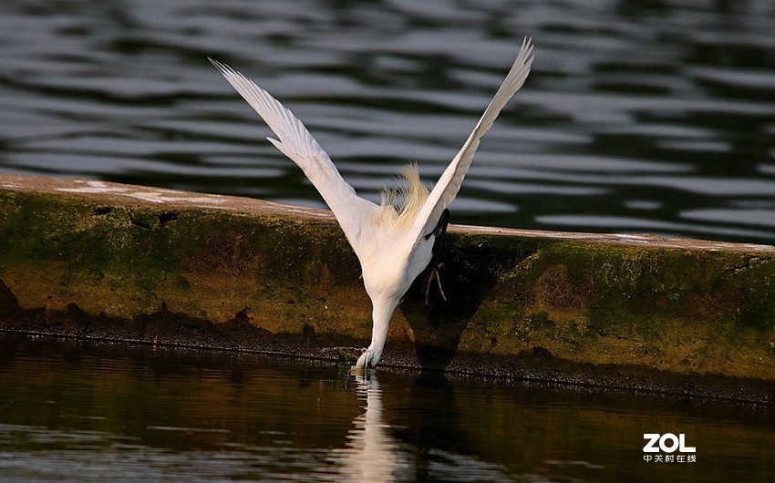 跟踪精彩的抓捕