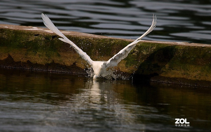 跟踪精彩的抓捕