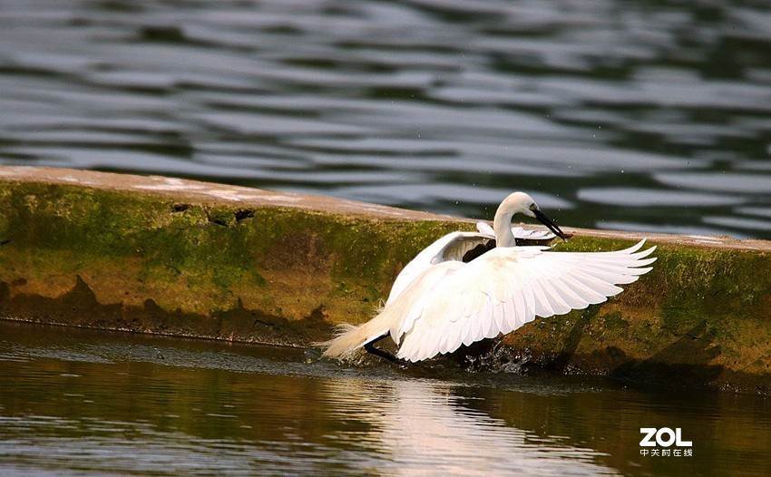 跟踪精彩的抓捕