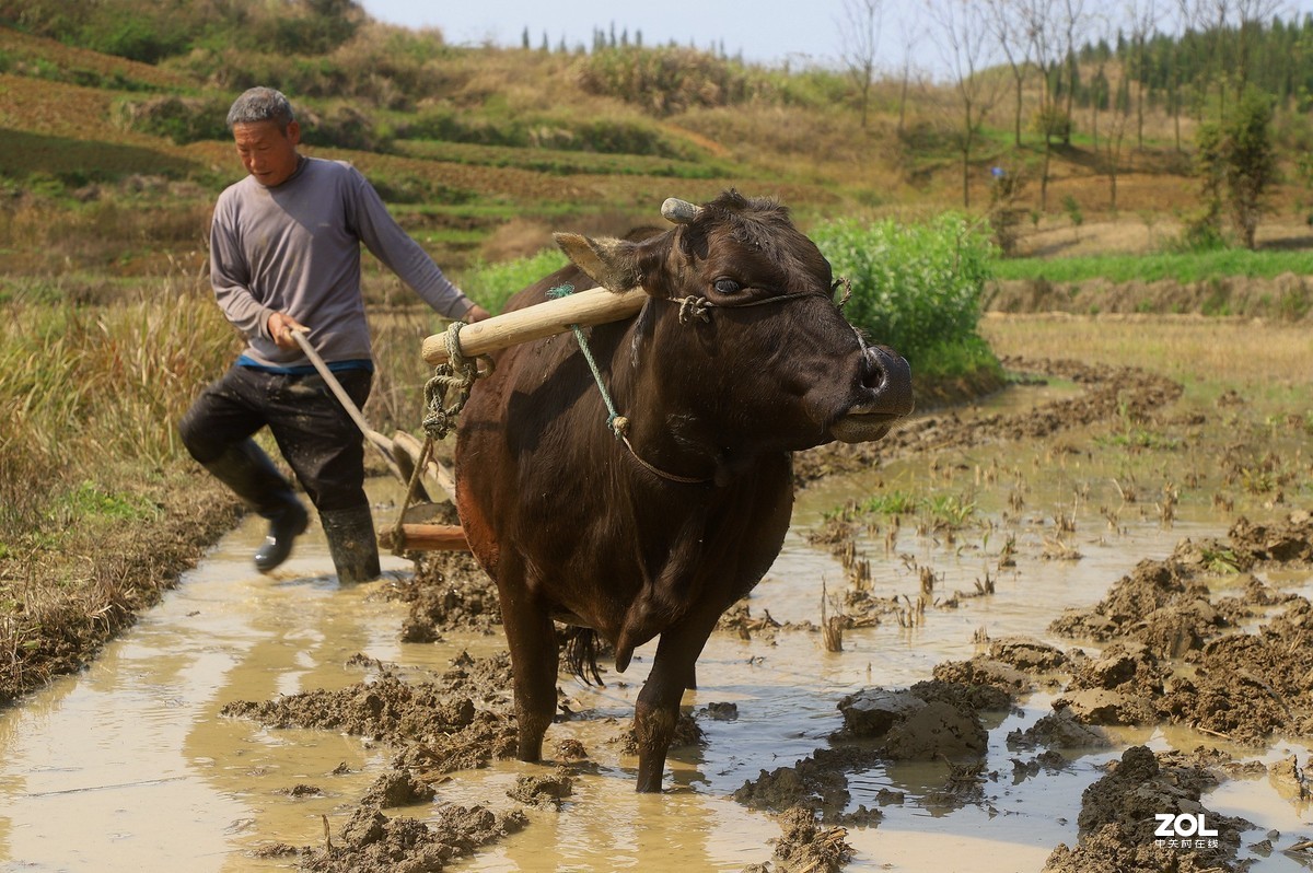 耕犁千亩实千箱,力尽筋疲谁复伤?