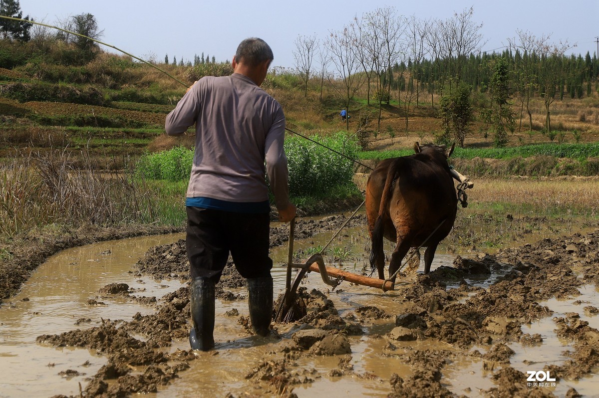 耕犁千亩实千箱,力尽筋疲谁复伤?