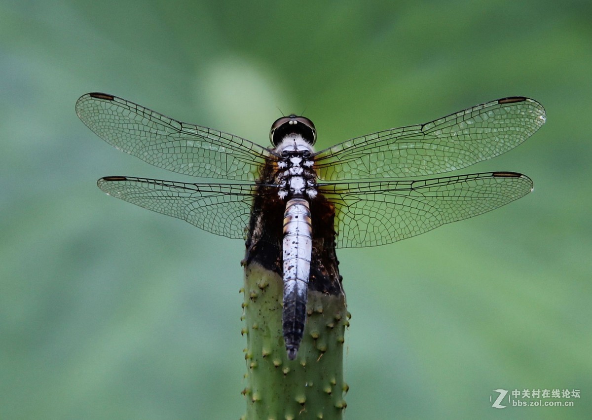 荷花蜻蜓