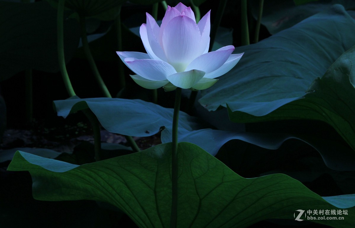 荷花蜻蜓