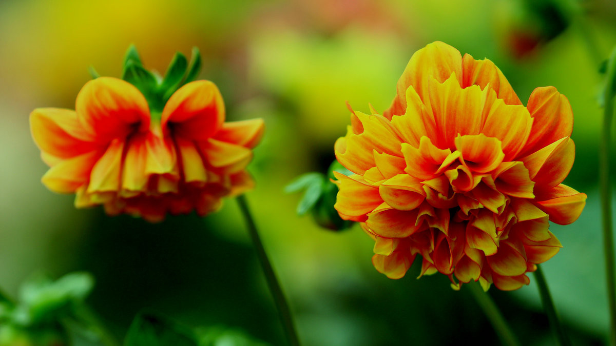 多姿多彩的花儿