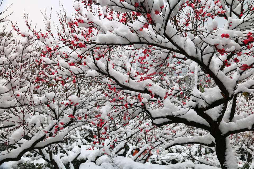 南京寒梅傲雪