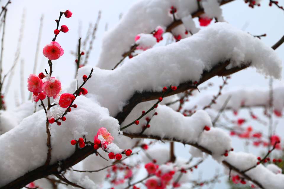 南京寒梅傲雪