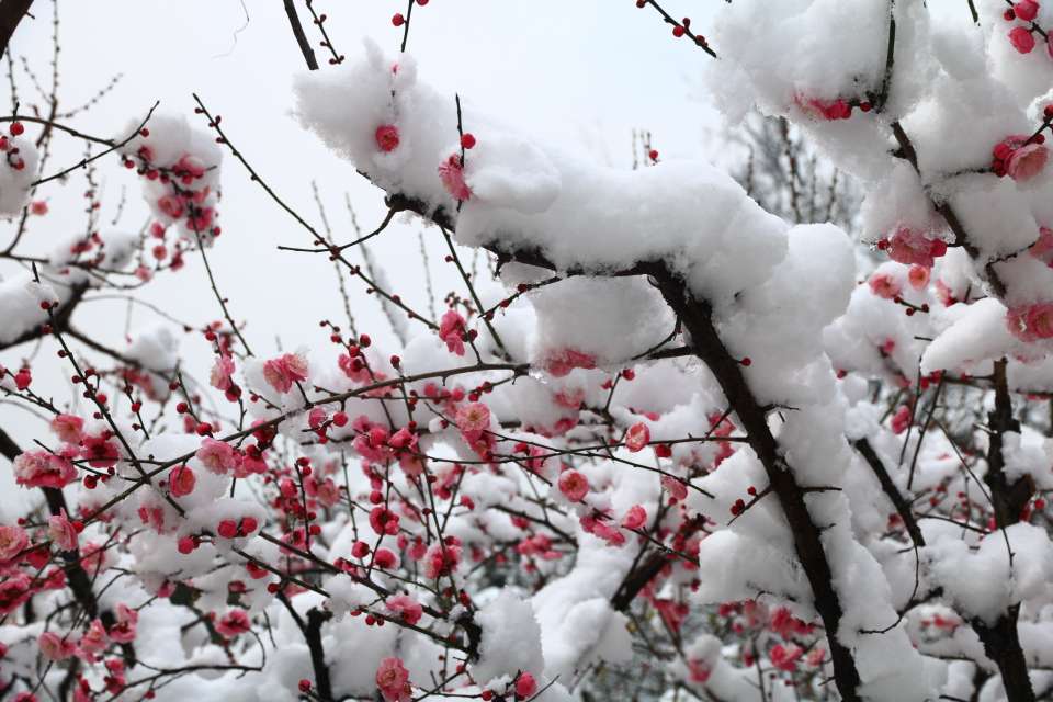 南京寒梅傲雪