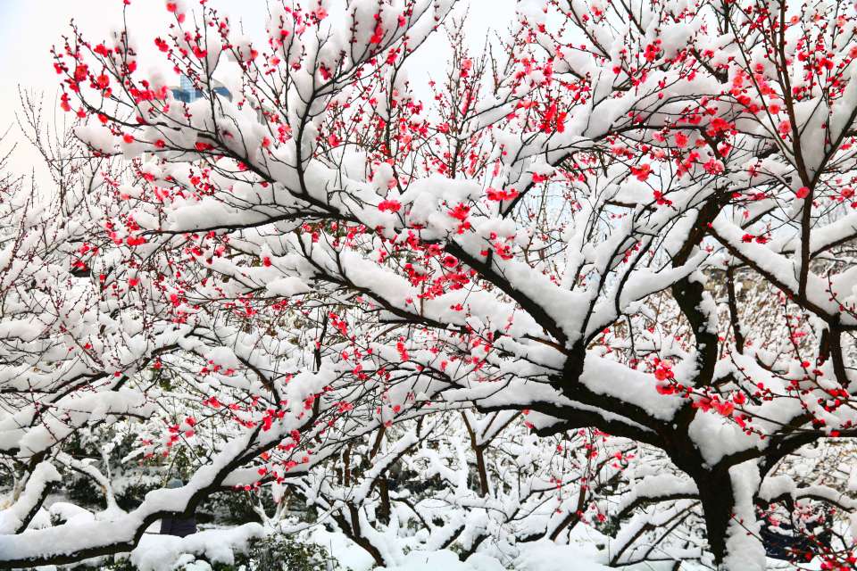 南京寒梅傲雪