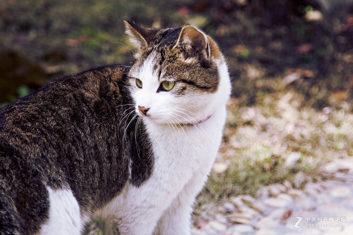 抓拍——猫星人