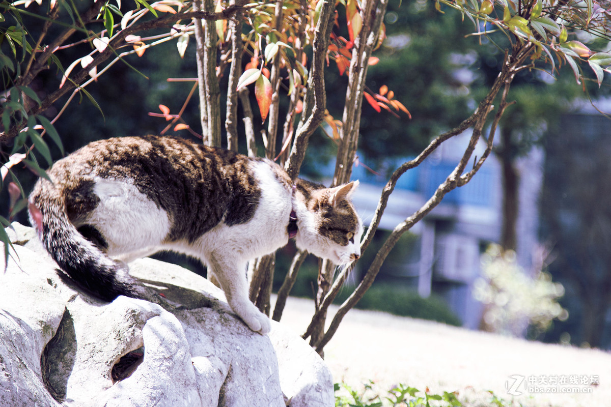 抓拍——猫星人